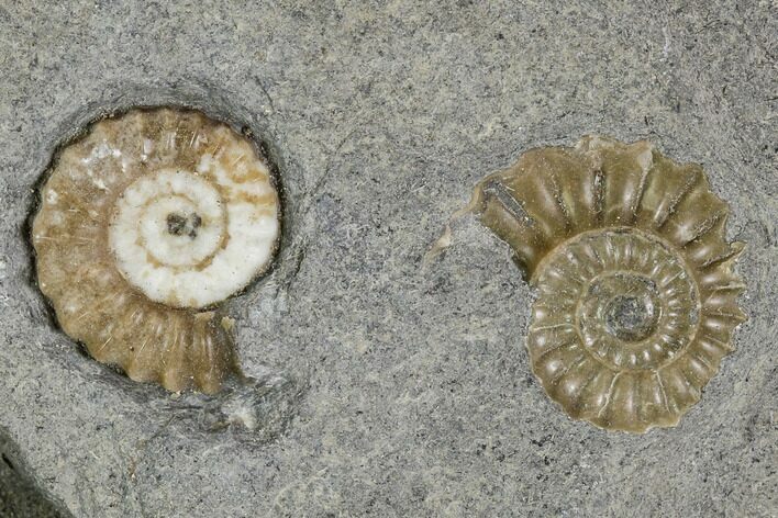 Two Fossil Ammonites (Promicroceras) - Lyme Regis #110693